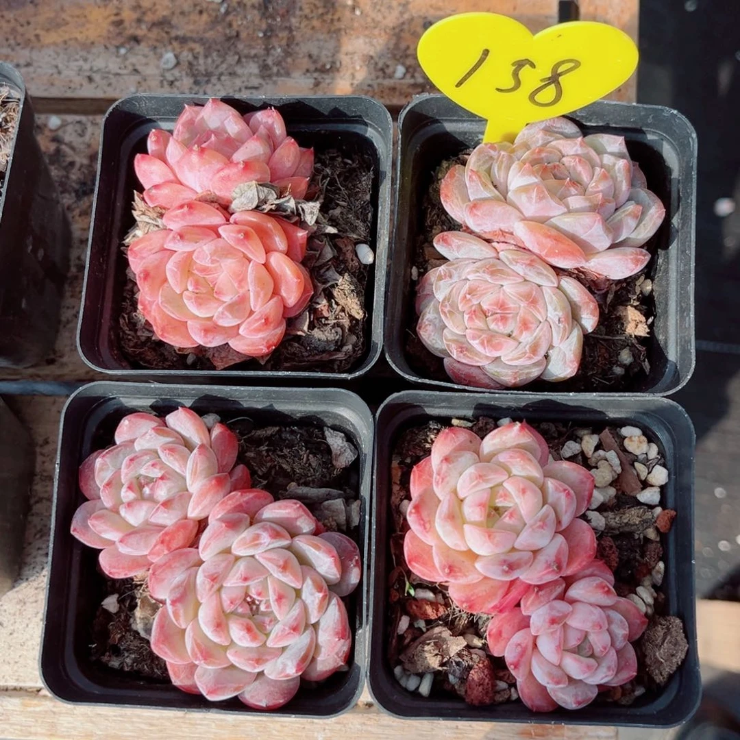 158号小老桩糖钻双头4颗组合