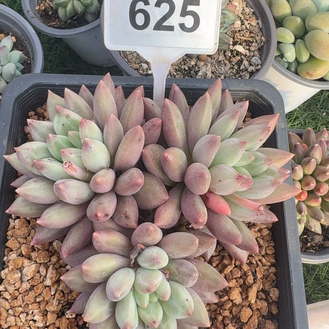 多肉品字型水晶球625
