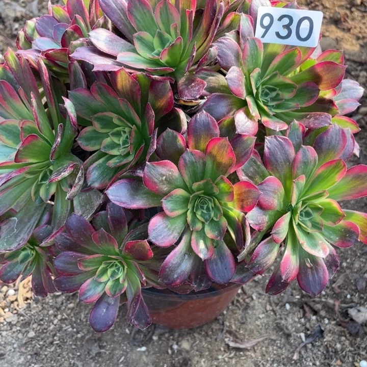 930安娜多肉植物的