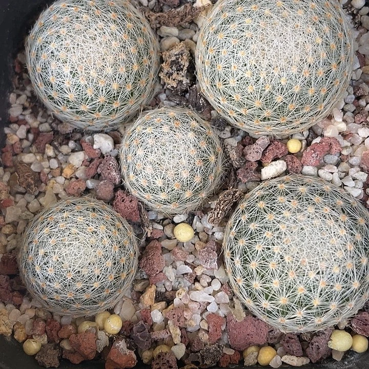 2707 白娟实生裸根发货