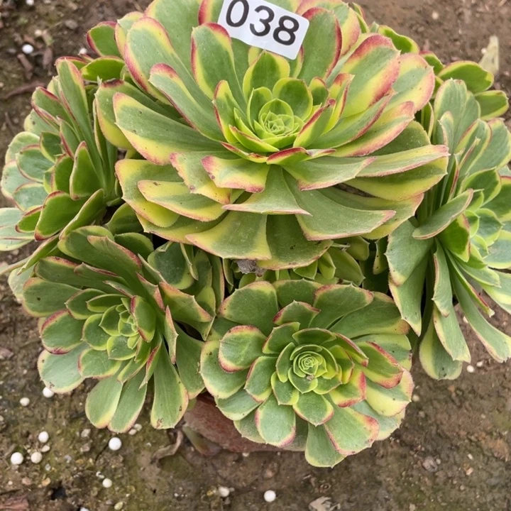 无花朵038多肉植物奶白