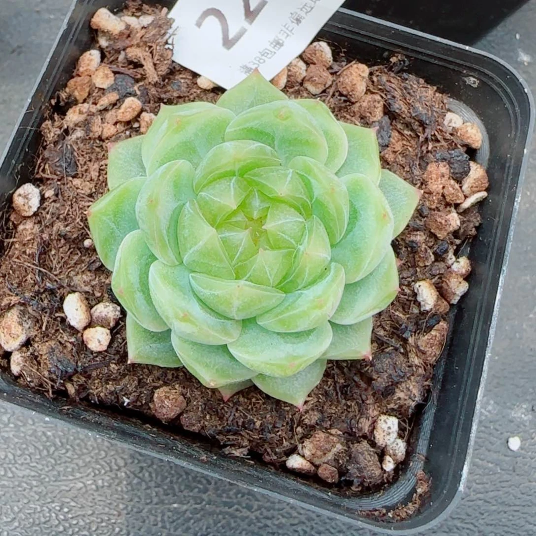 泼天富贵，225多肉植物