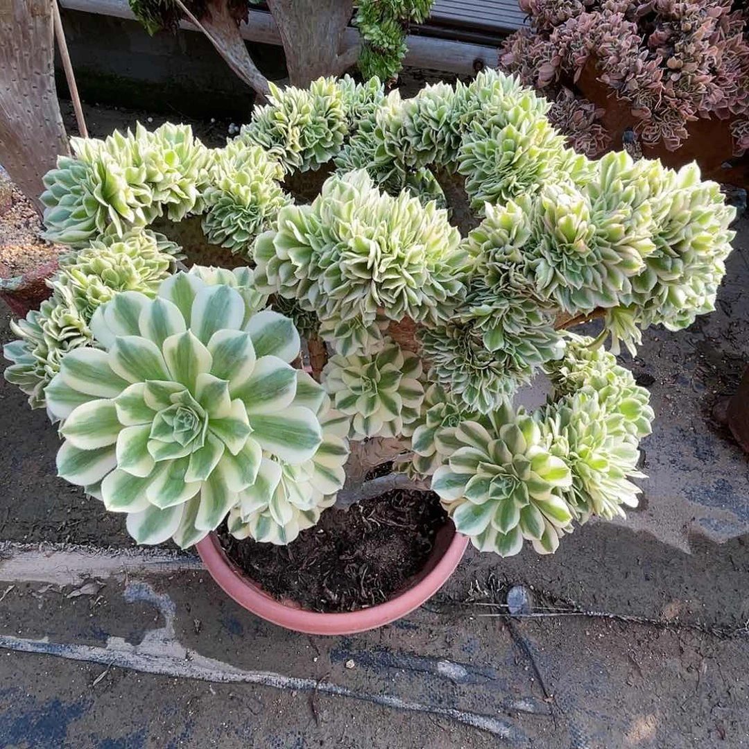 【闪购商品】全部花朵迈巴赫