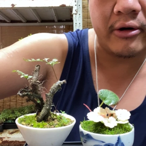 红陶一物一拍所见即所得22