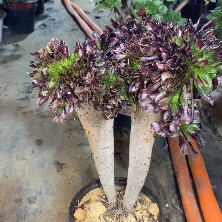 黑法缀多肉植物081