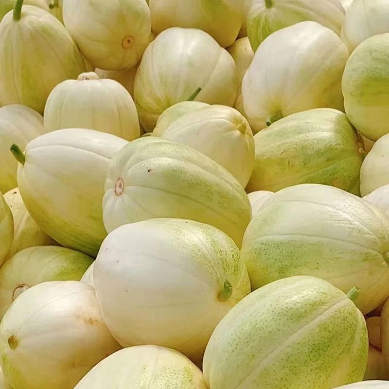 【交投专属】东北特产甜香瓜新鲜采摘香甜可口现摘现发顺丰包邮