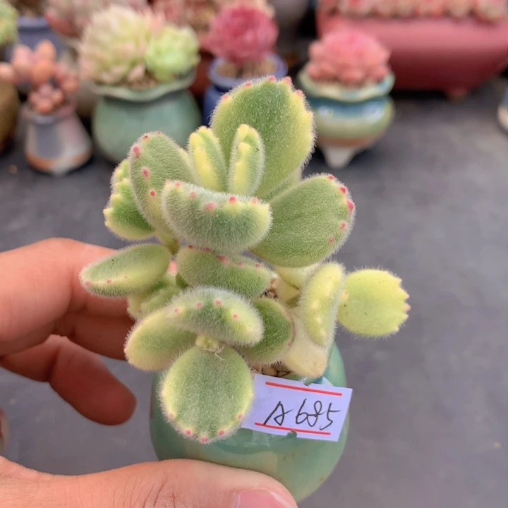 一物一拍满38包邮A685