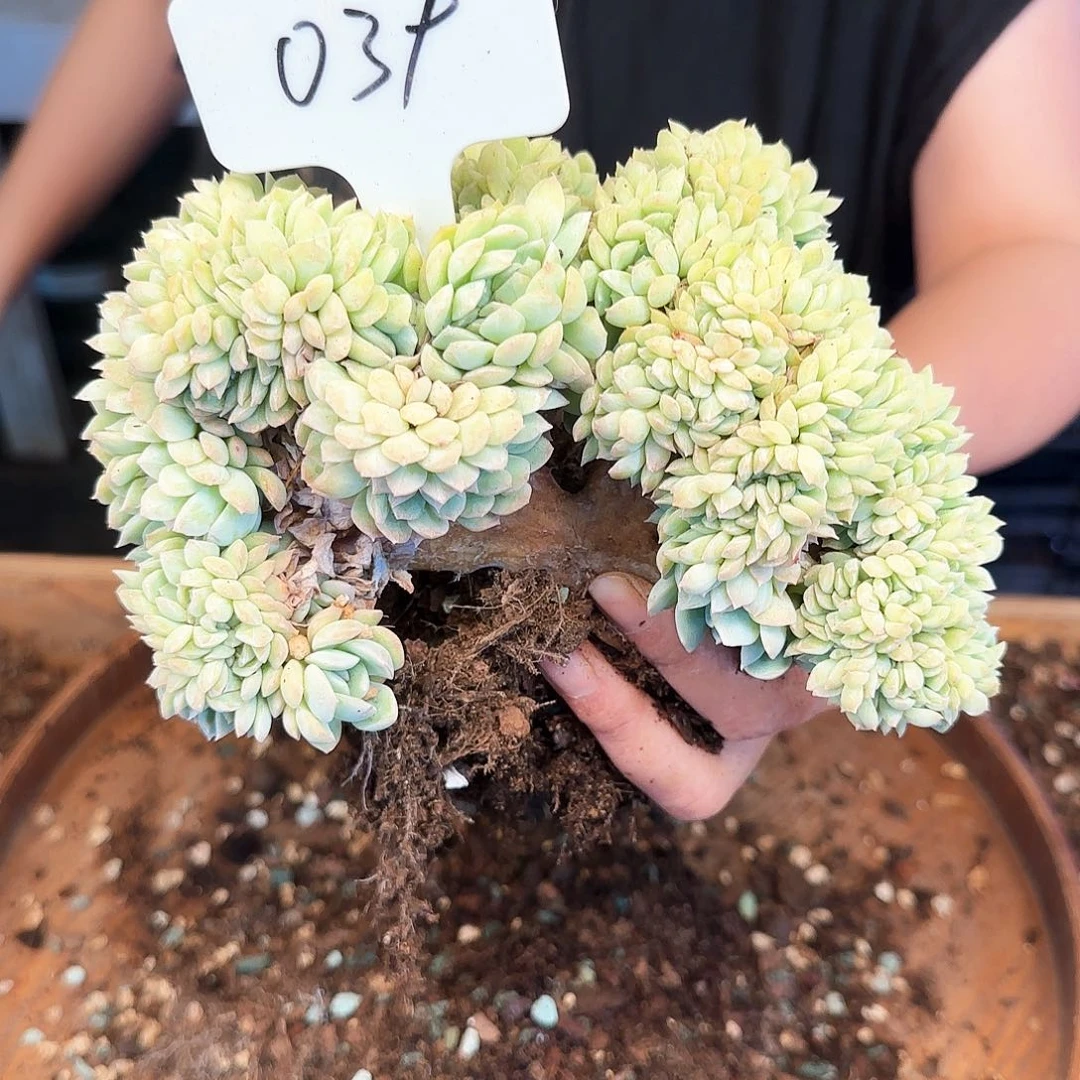 035号莎莎缀35        肉