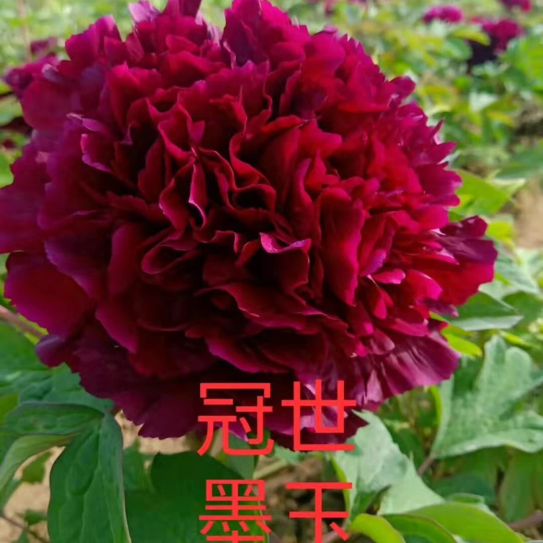 菏泽观赏牡丹 【冠世墨玉 】基地直发