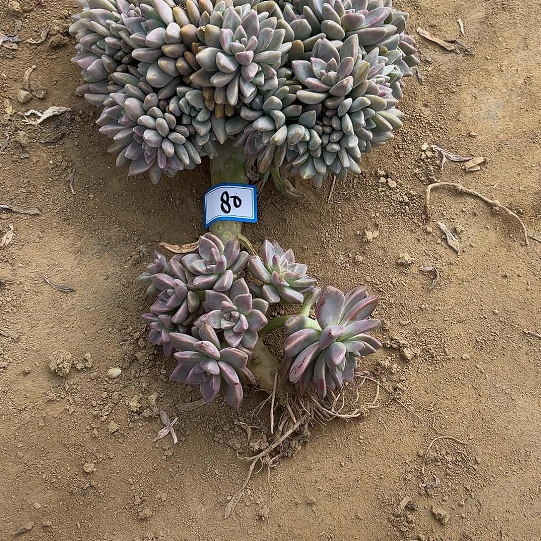 80号淡雪缀化一物一拍