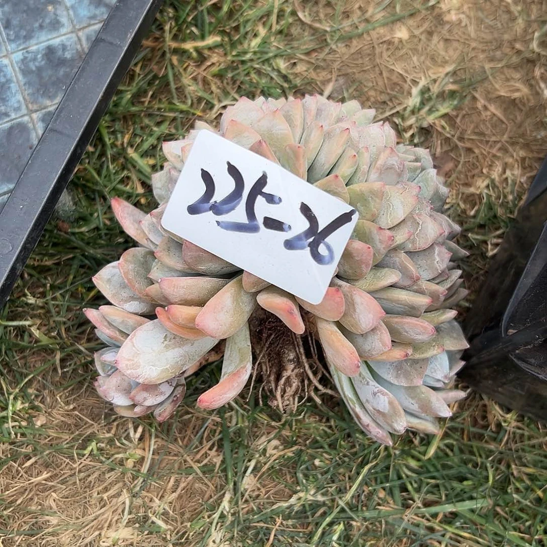 童225+26橙子缀多肉