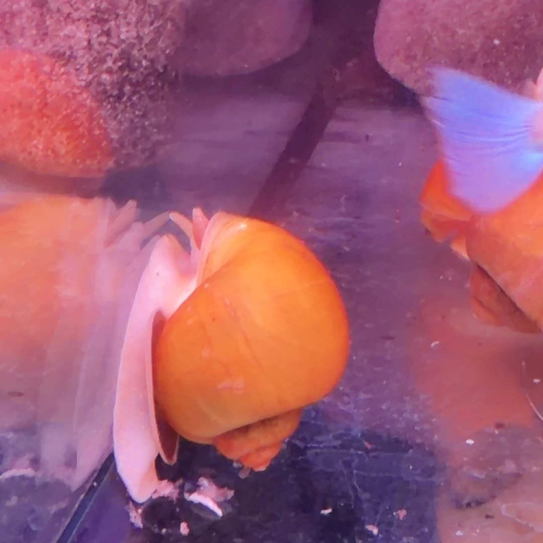 鱼蟹虾黄金螺10只(6只送4只备损)