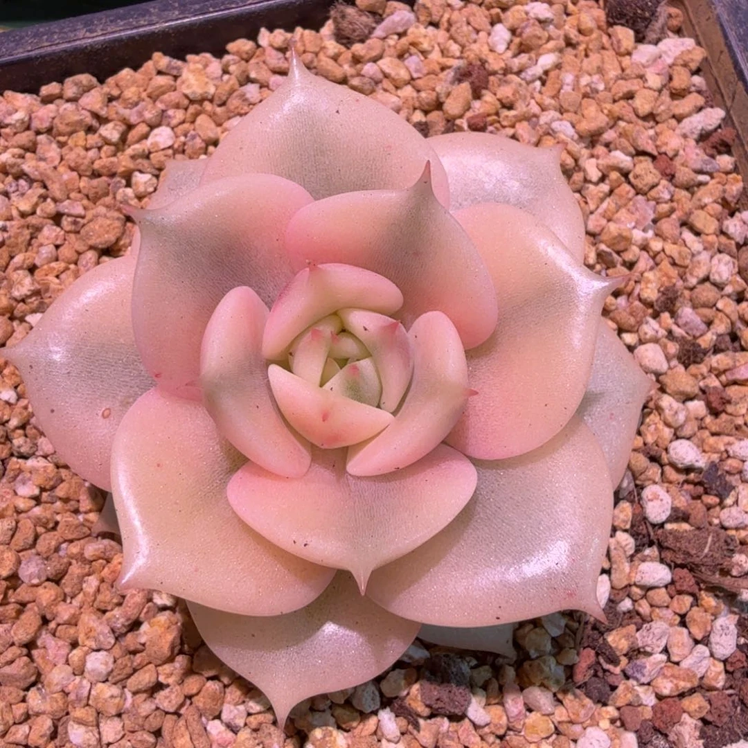 贝加尔湖锦，锦上园艺一物一拍