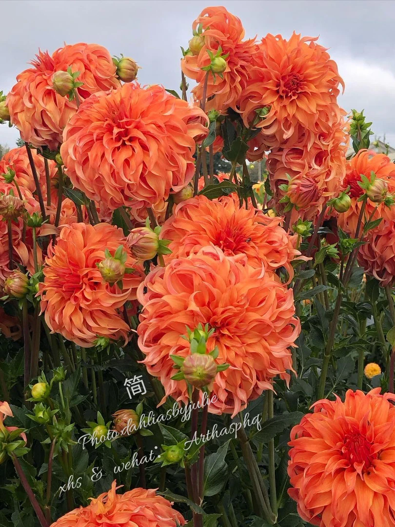 [简]进口大丽花种球盆栽地栽 送化肥