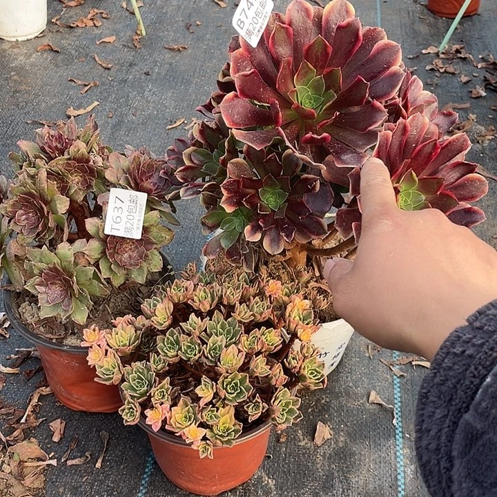 637组合有伤处理不售后