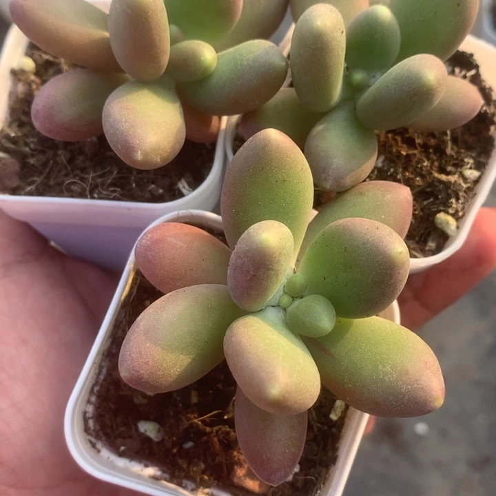 芒果奶。（满9.99包邮不满9.99发叶子）