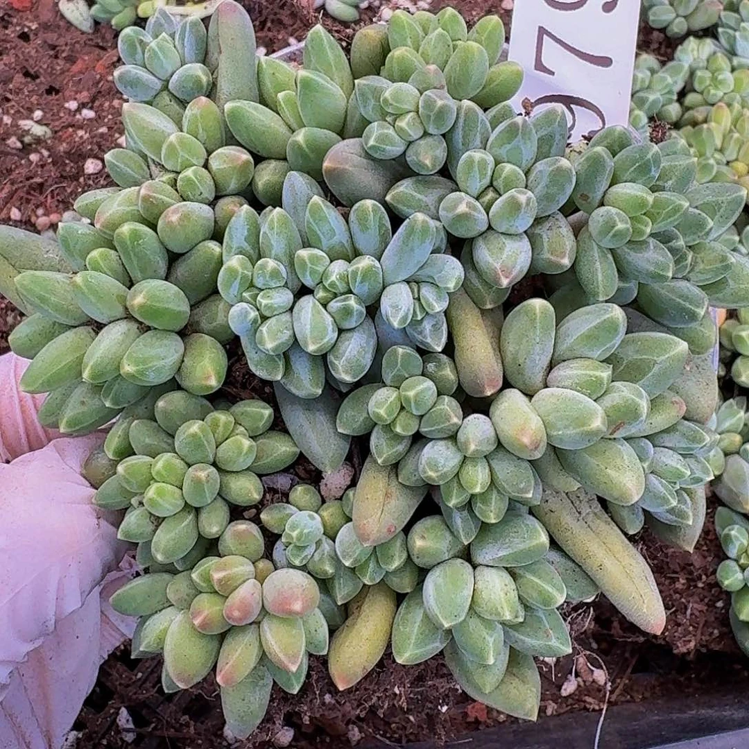 多肉植物多肉植物979
