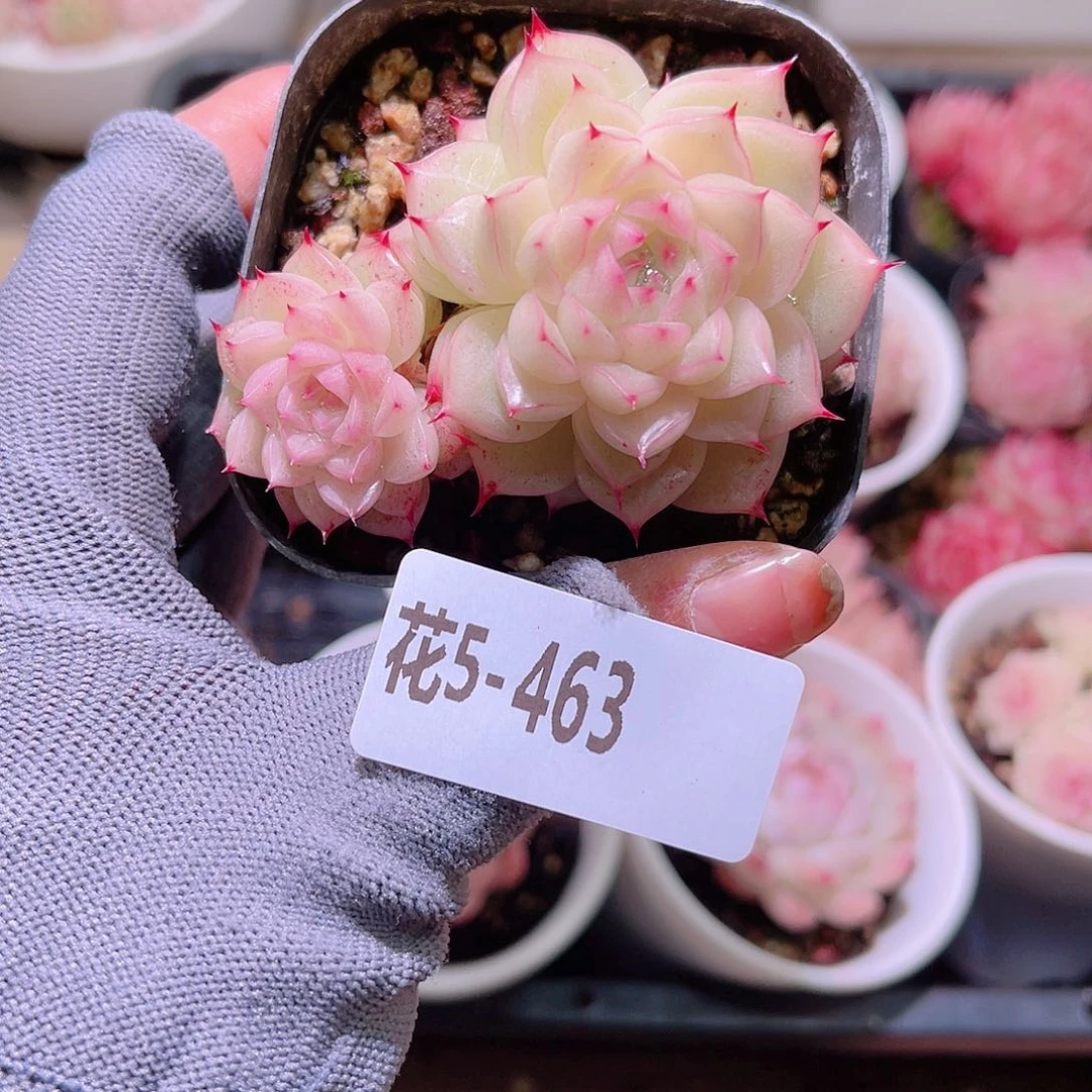 花05463麦秆双头