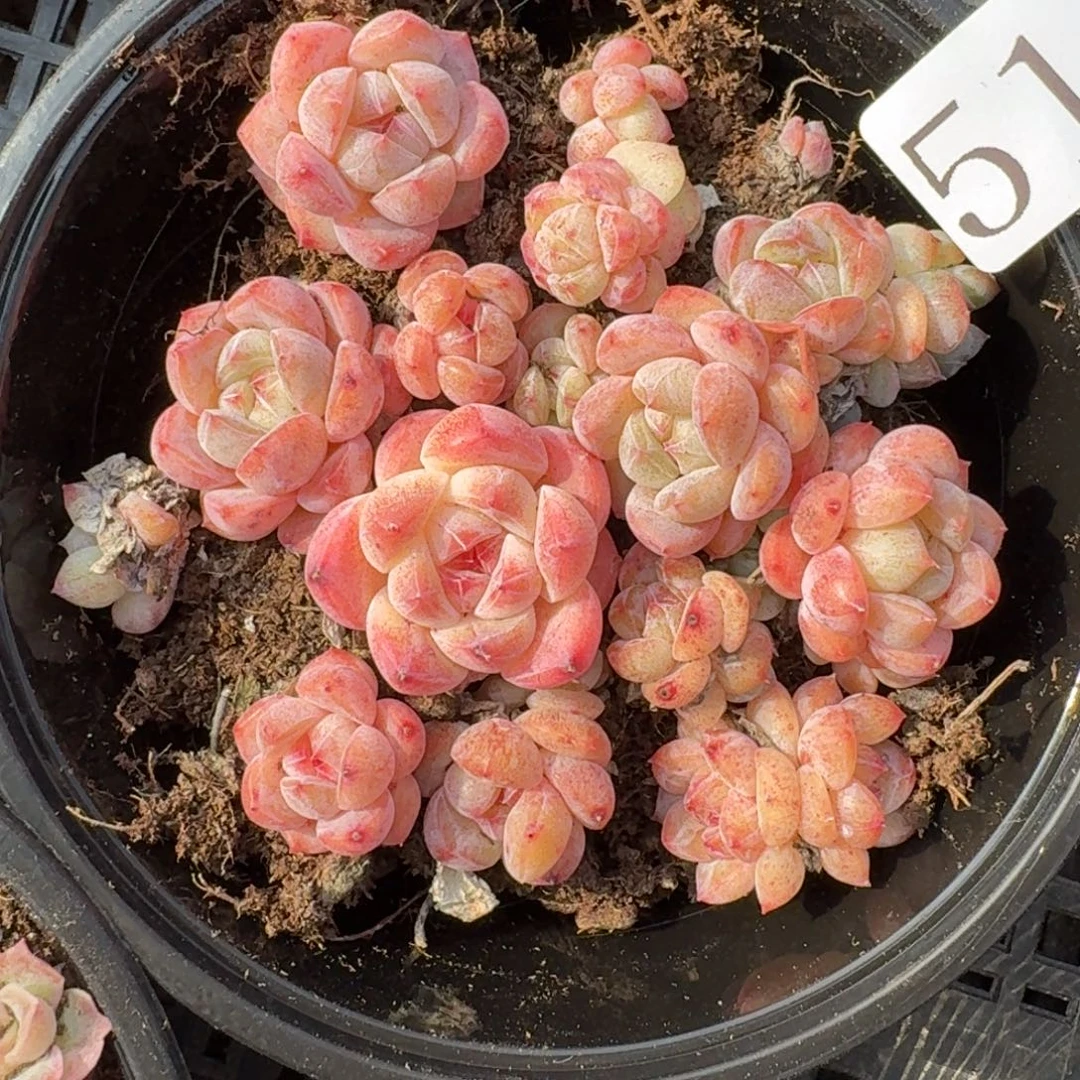 多肉植物多肉植物518