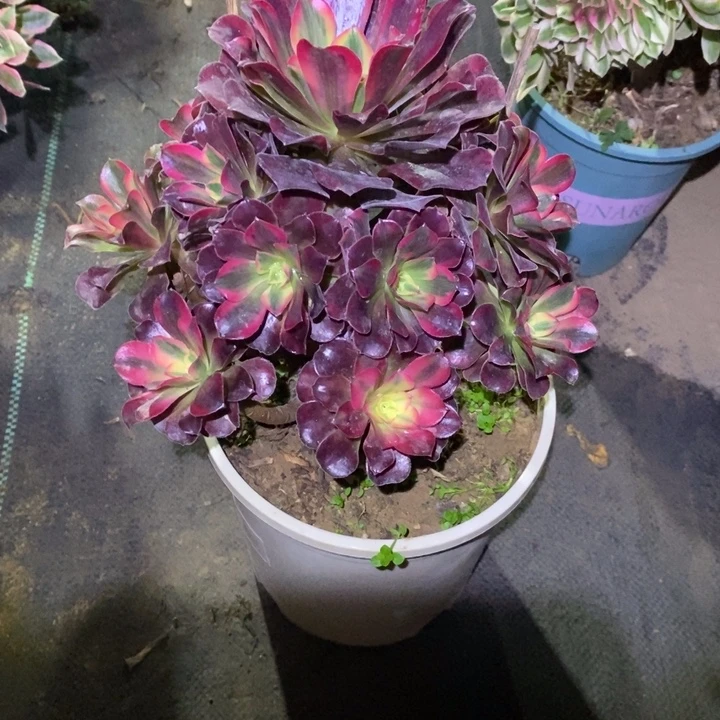 美杜莎57多肉植物法师法师