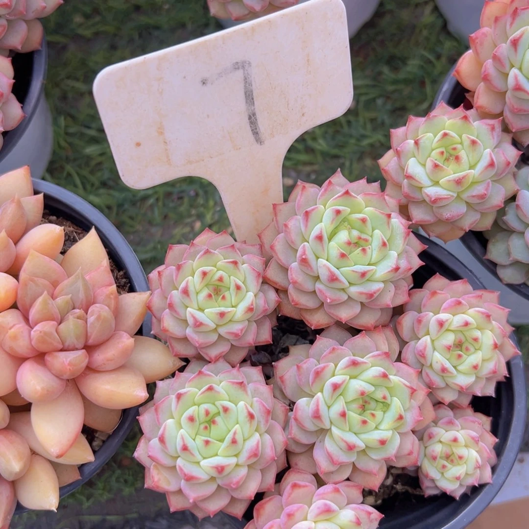 香玉的故事是一个人的故事吗