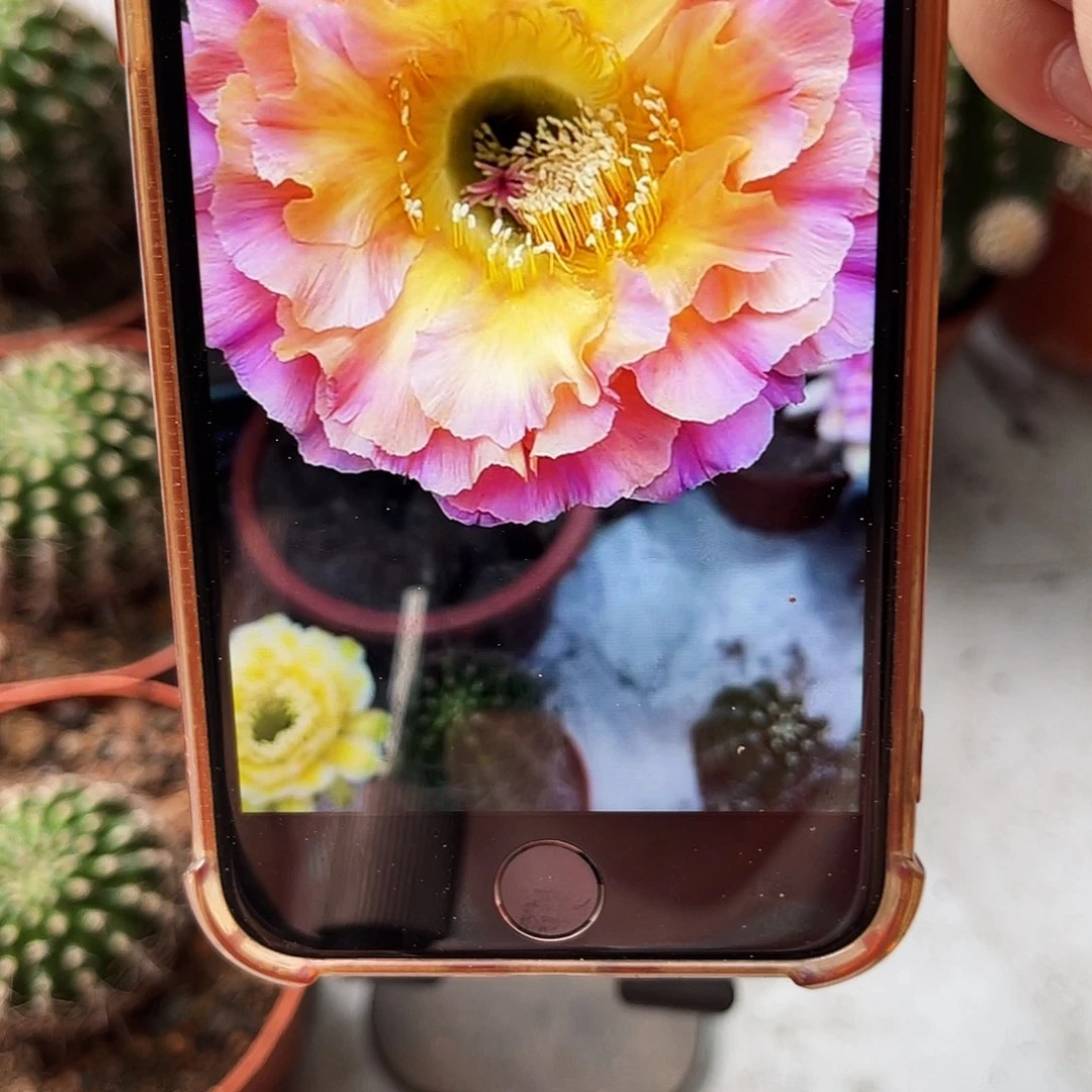 彩草1-200号侧芽2公分左右