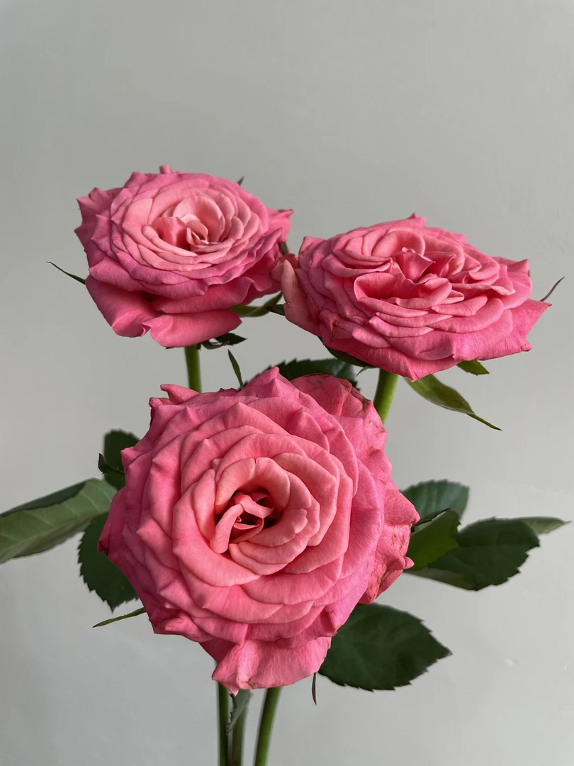 【福利套餐】 福利套餐A04   云南基地直发 家养 水养