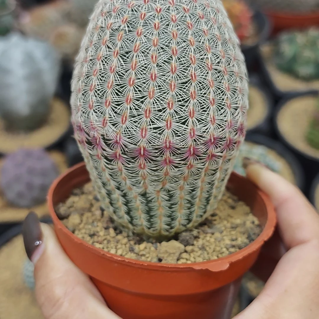 福利实生根红太阳