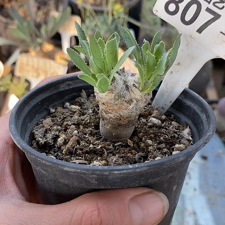 807苏铁带盆一一一一