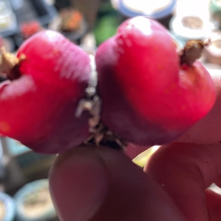 3088一颗一颗一颗