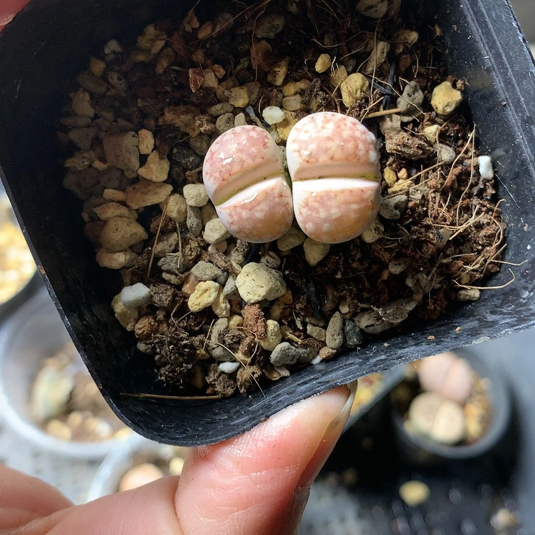 B404多肉植物保护