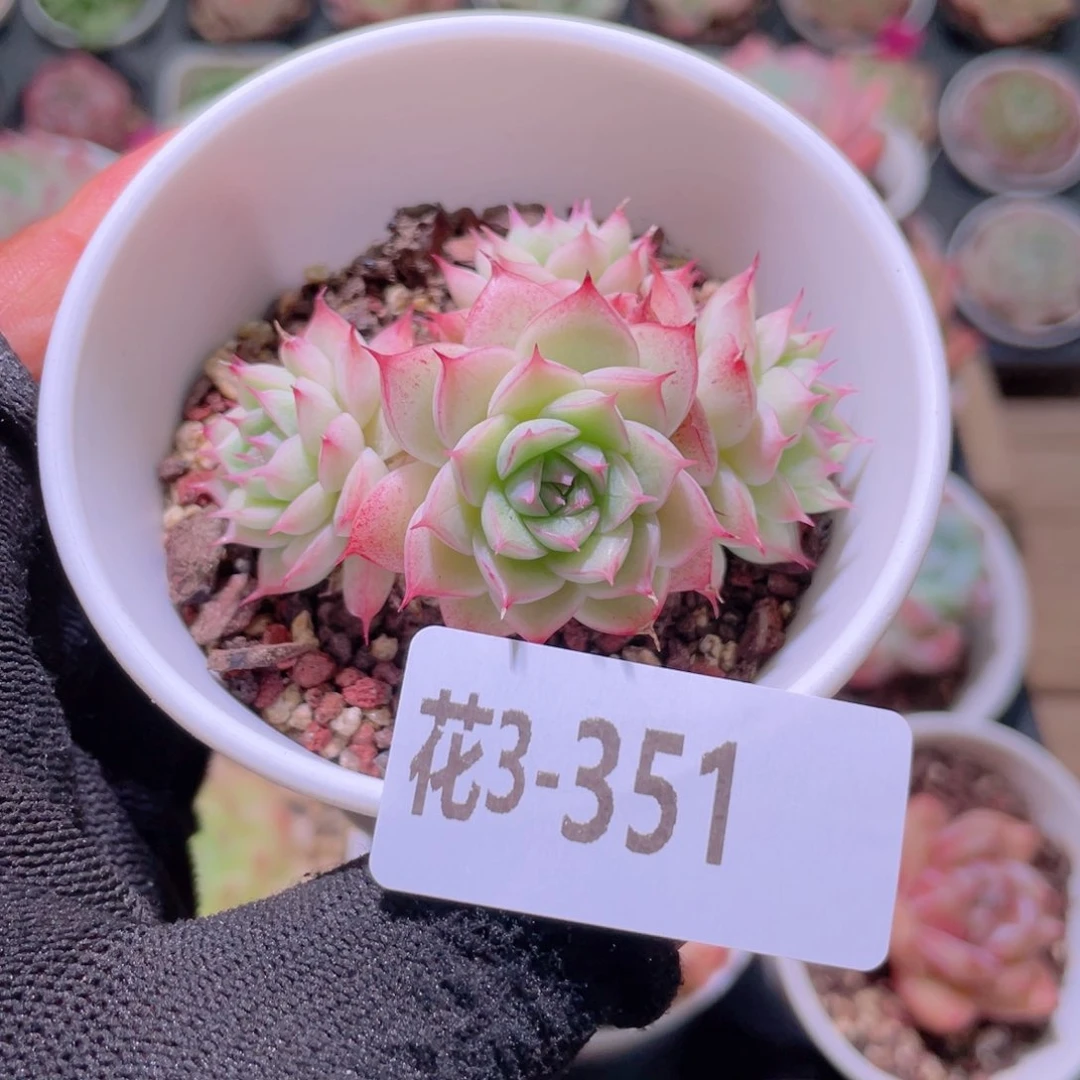 花利美3-351海王