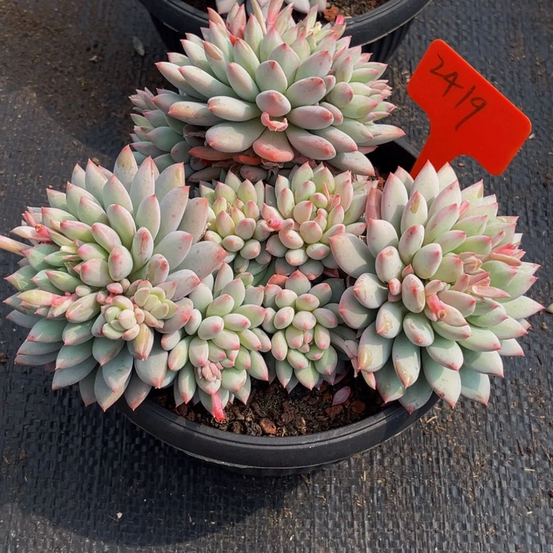 2419号上午多肉植物群生多肉植物