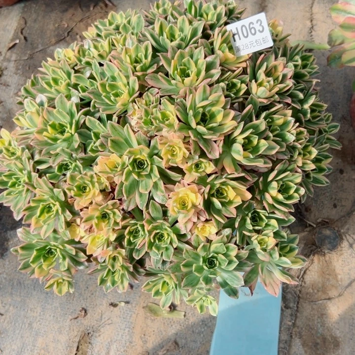 63甜茶多肉多肉多