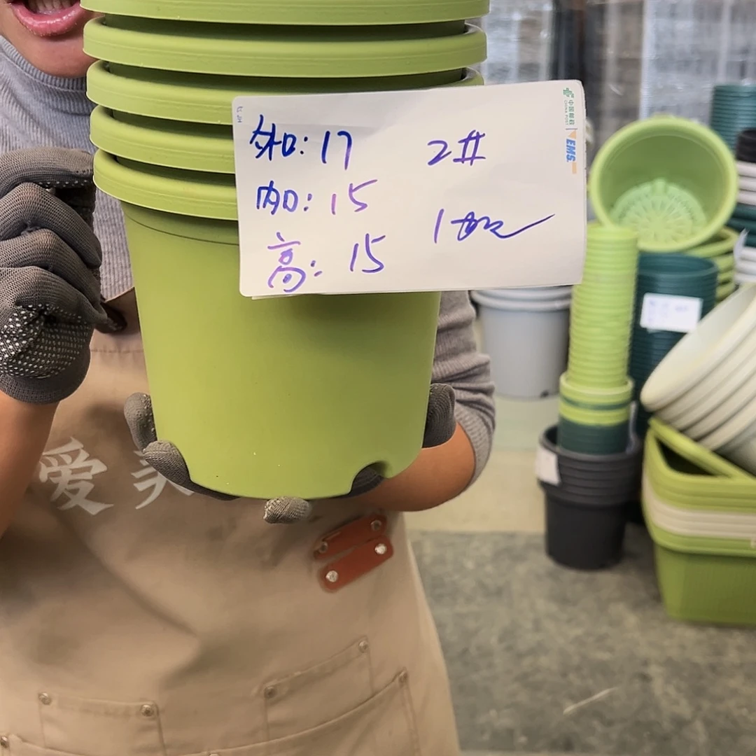 四季盆2#果绿色10个无托