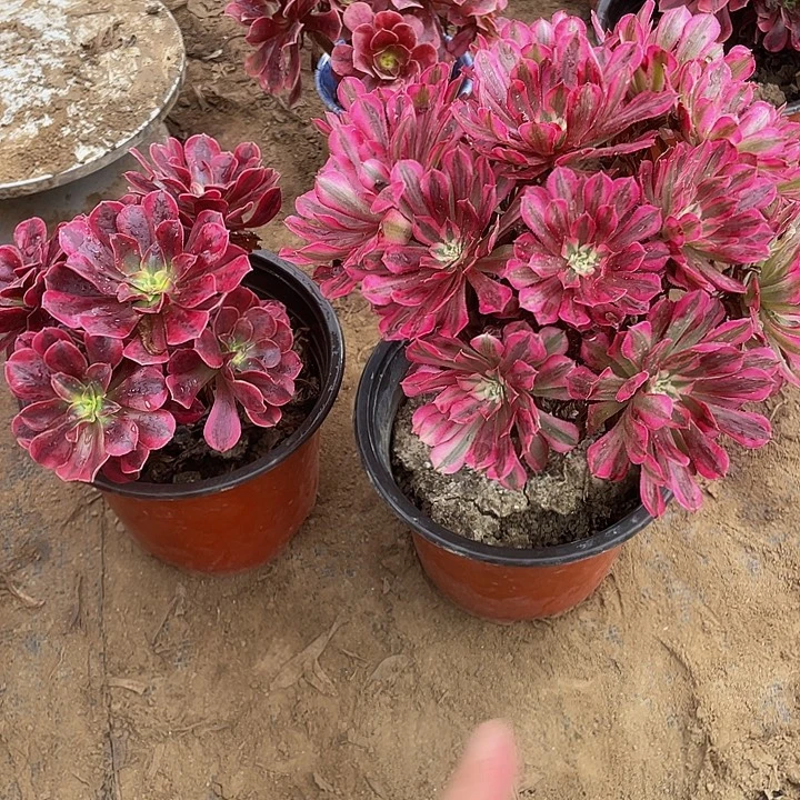 红铜白送美杜莎小颗