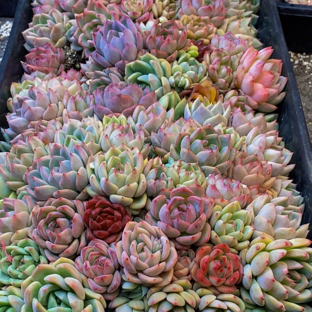 郁****1052多肉植物保护研究所所长的