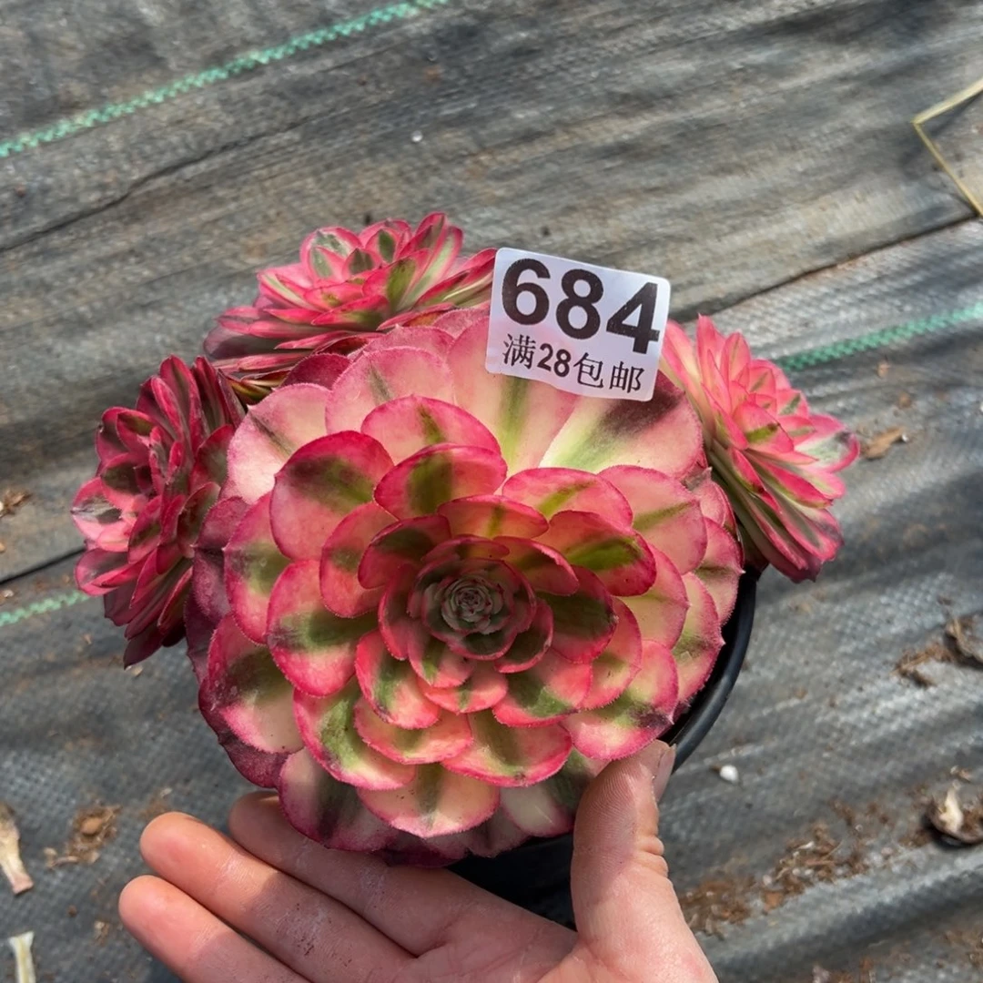 多肉植物684荔枝