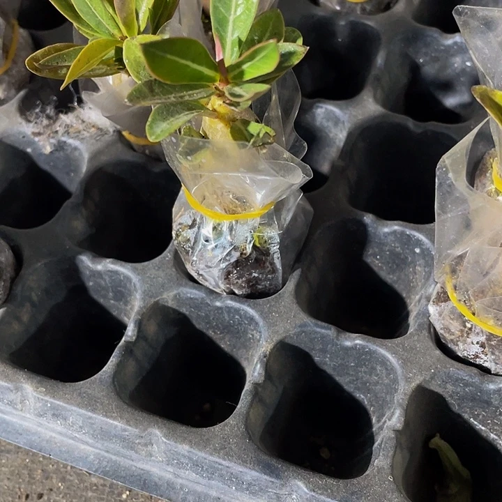 沙漠玫瑰2.8带土发