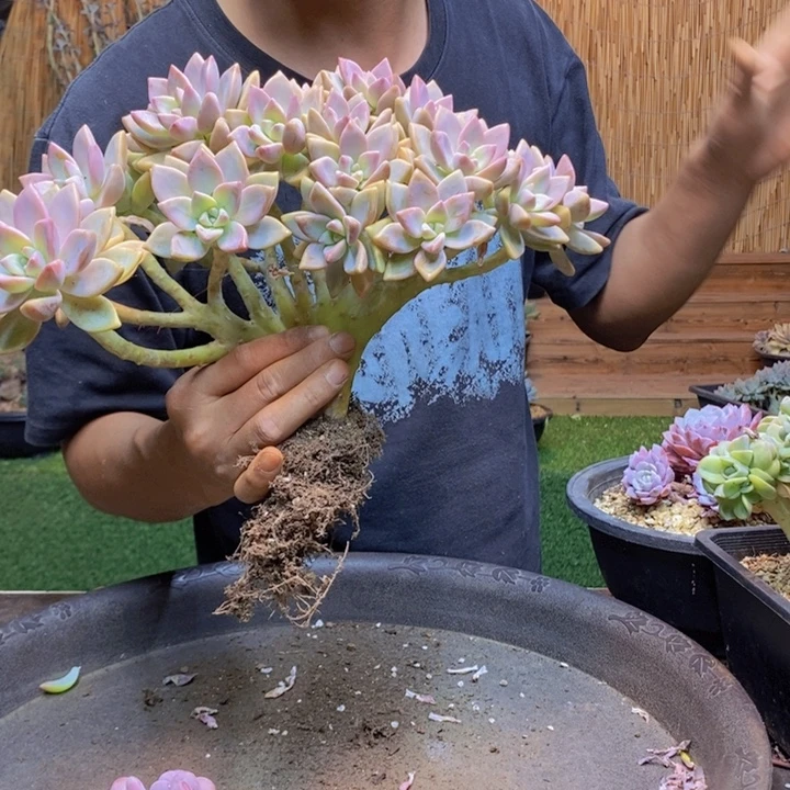 F***a549号淡雪缀化多肉多肉