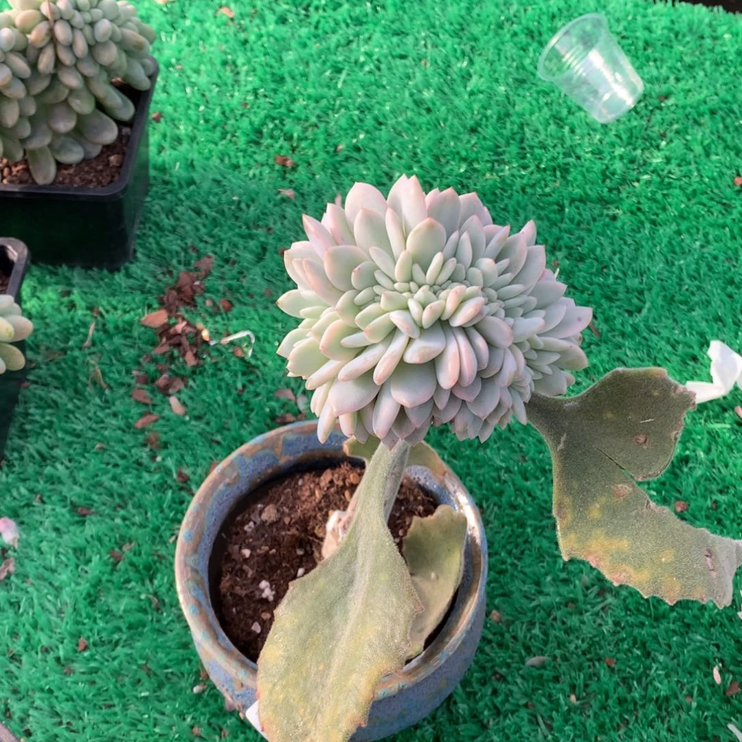 009橙子锦缀多肉植物