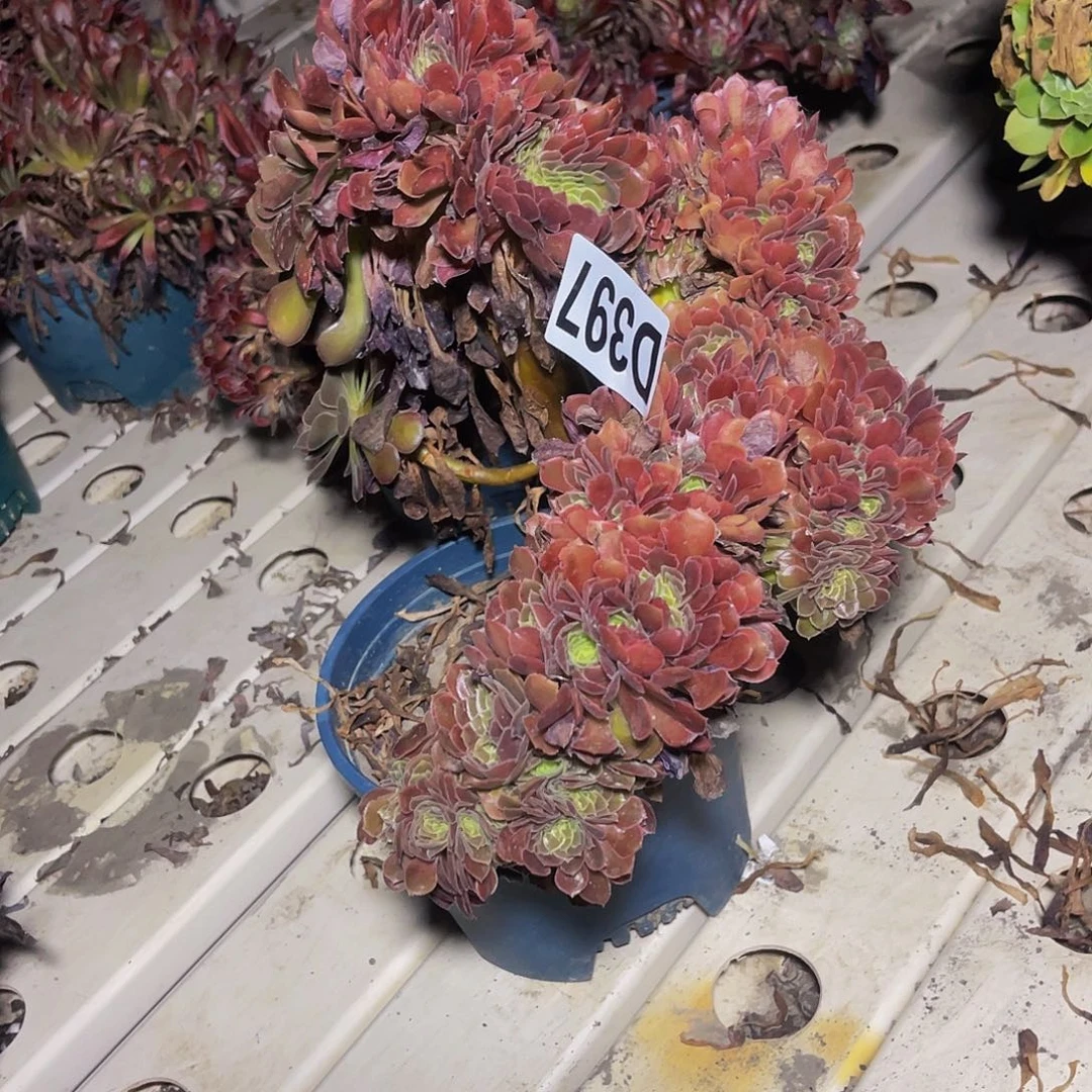 荷兰法师7///—24包邮