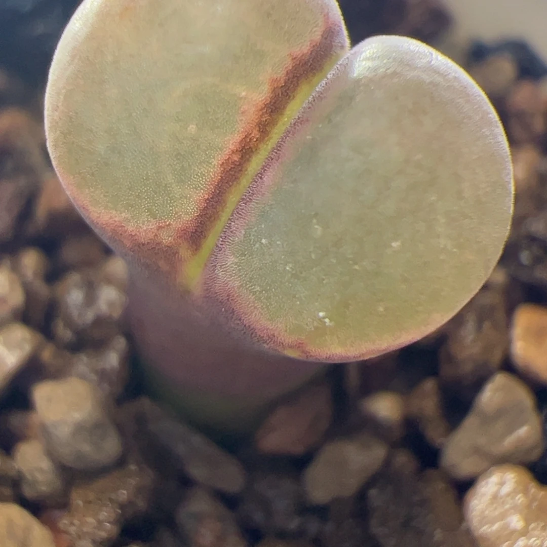 粉c10风铃玉肉锥  319