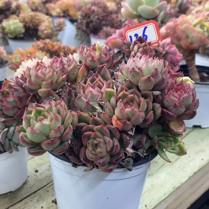 风****?一物一拍冰河世纪多肉126