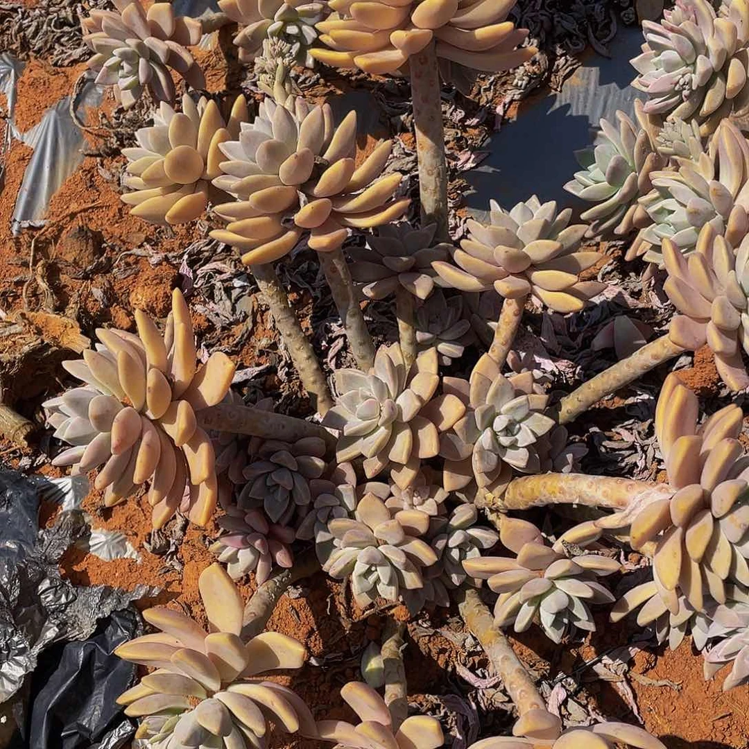 淡雪老桩地栽19.8多肉，