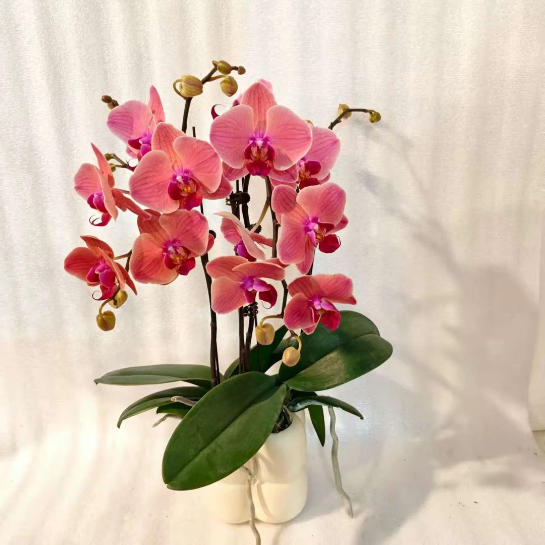 鲜花【小桔灯】蝴蝶兰室内种植观赏送礼带花发货
