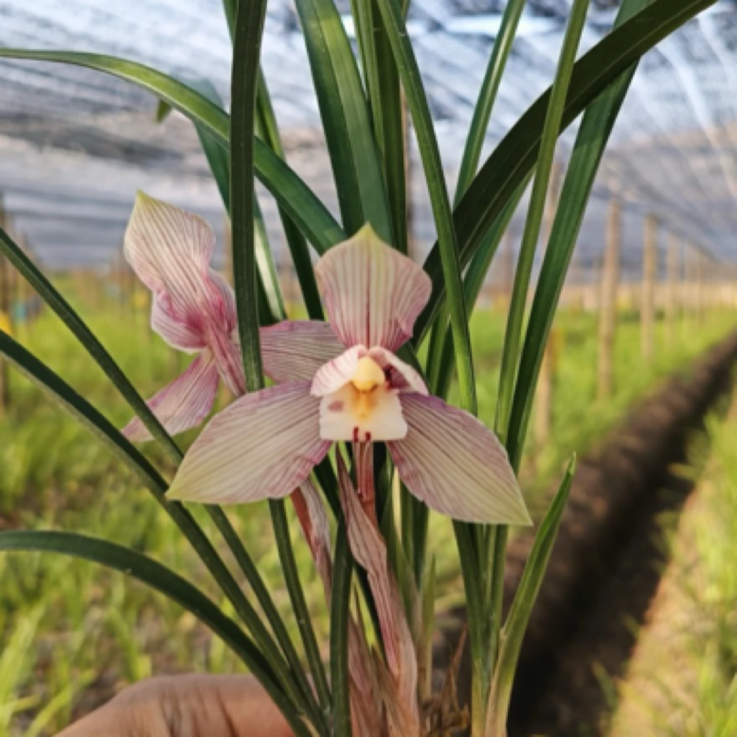 《翼荷鼎》春兰蝉荷瓣浓香兰花阿慧兰苑花卉