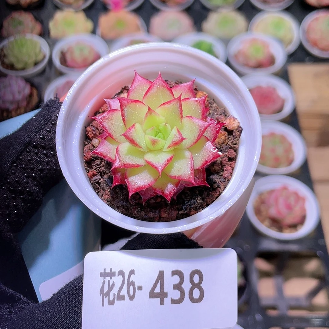 花利美26-438女王玫瑰