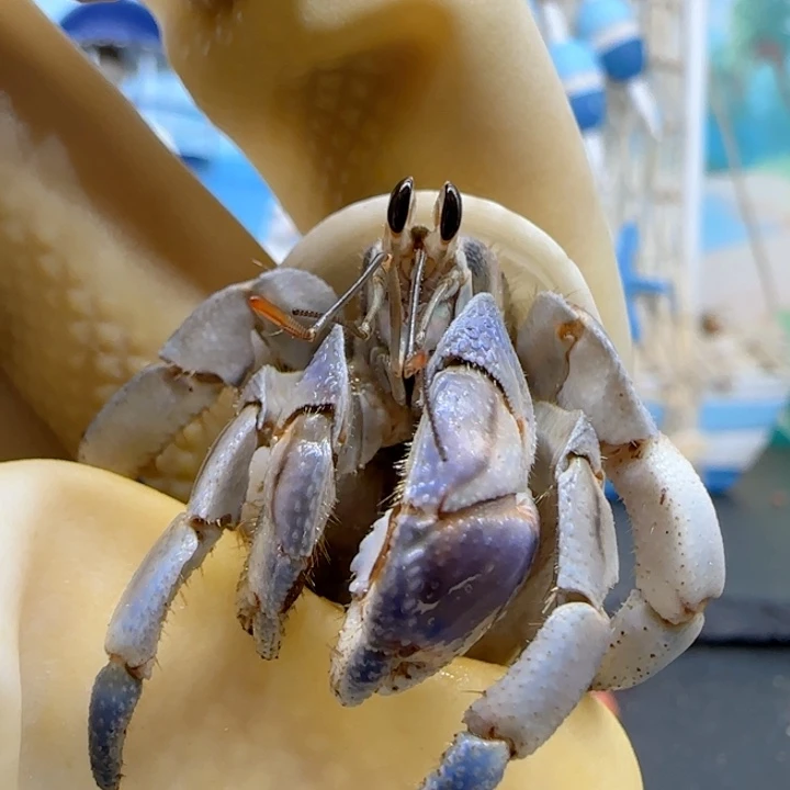 A6紫陆豆1.8cm口径