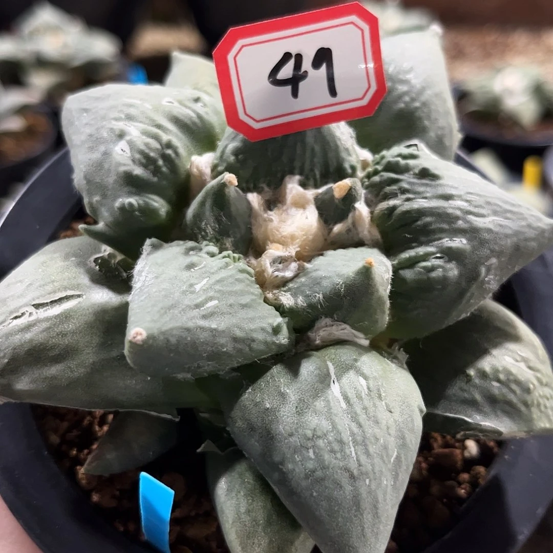 49号11.5cm实生大尤村主怒涛